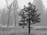 Yosemite Valley 019